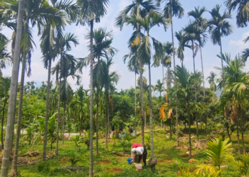 Improved harvest lifts areca nut earnings